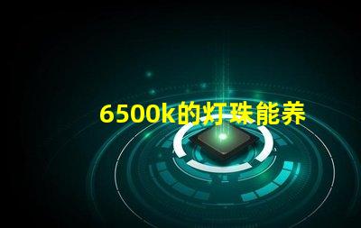 6500k的灯珠能养水草吗led